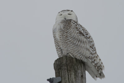 Harfang des neiges Snowy Owl
