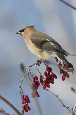 Jaseur d'Amrique Cedar Waxwing