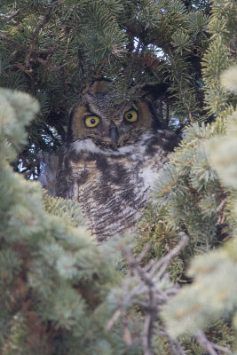 Grand-duc d'Amrique Great Horned Owl