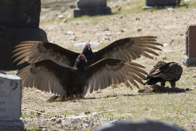 Urubu  tte rouge Turkey Vulture
