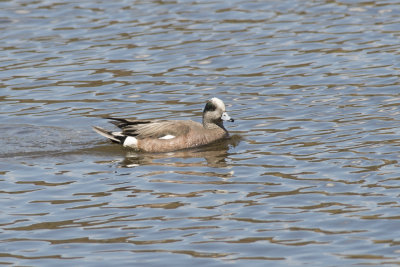 Canard d'Amrique American Wigeon