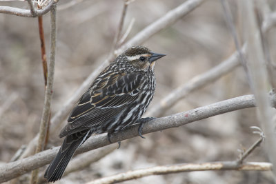 Carouge  paulettes Red-winged Blackbird