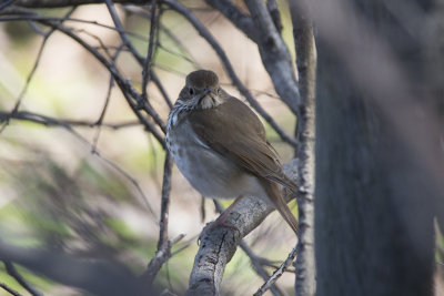 Grive solitaire Hermit Thrush