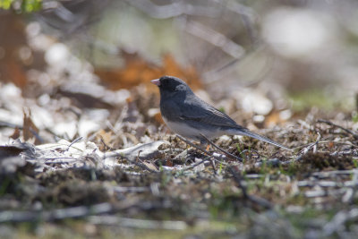 Junco ardois Dark-eyed Junco