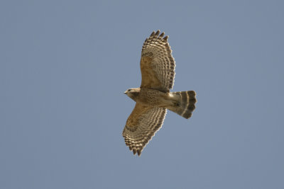 Buse  paulettes Red-shouldered Hawk