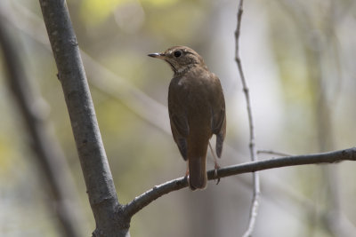 Grive  dos olive Swainson Thrush
