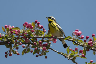 Paruline  tte cendre Magnolia Warbler