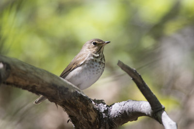 Grive  dos olive Swainson's Thrush