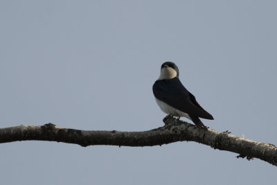 Hirondelle bicolore Tree Swallow