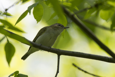 Viro aux yeux rouges Red-eyed Vireo