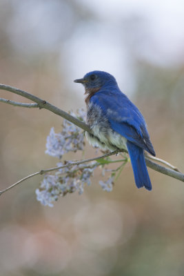 Merlebleu de l'Est Eastern Bluebird