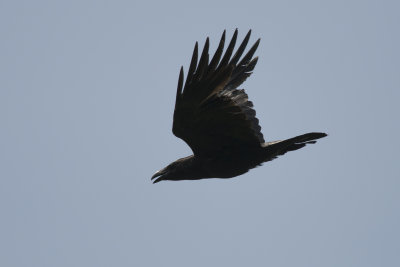 Grand Corbeau Common Raven