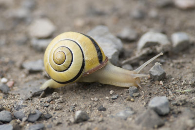 Escargot Snail