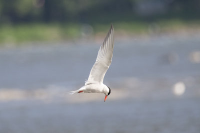 Sterne Pierregarin Common Tern