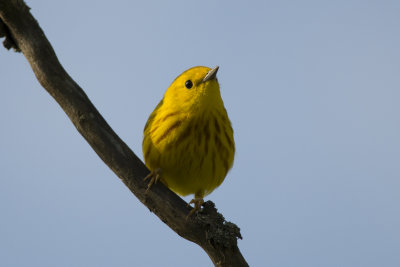 Paruline jaune Yellow Warbler