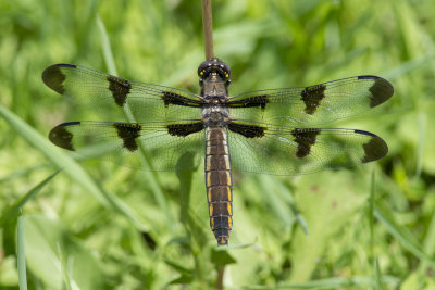 Libellule Dragonfly