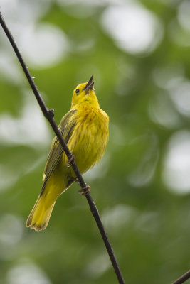 Paruline jaune Yellow Warbler