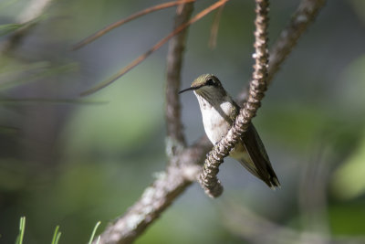 Colibri  gorge rubis Ruby-throated Hummingbird