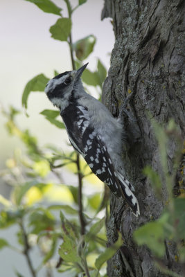 Pic mineur Downy Woodpecker