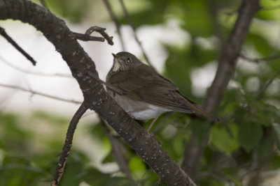 Grive  joues grises Grey-cheeked Thrush