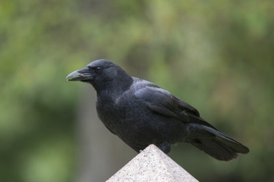 Corneille d'Amrique American crow