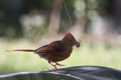 Cardinal rouge Northern Cardinal