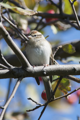 Bruant familier Chipping Sparrow