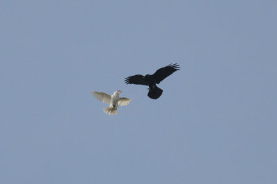 Grand Corbeau avec dficience pigmentaire White Common Raven