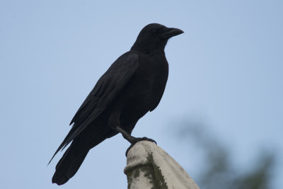Corneille d'Amrique American Crow