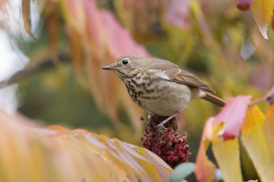 Grive solitaire Hermit Thrush