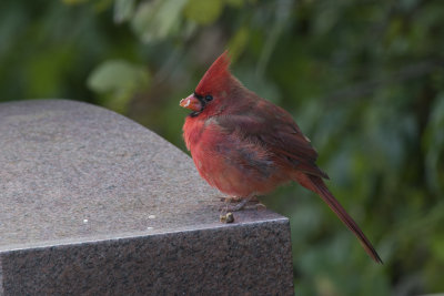 Cardinal rouge Northern Cardinal