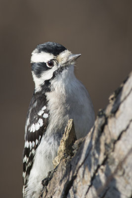 Pic mineur Downy Woodpecker