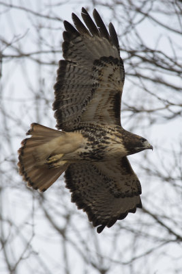 Buse  queue rousse Red-Tailed Hawk