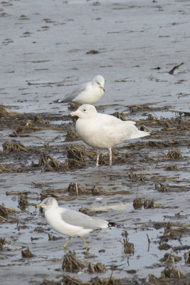 Goland bourgmestre et Goland  bec cercl Glaucous Gull and Ring-billed Gull