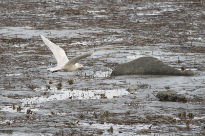 Goland bourgmestre Glaucous Gull