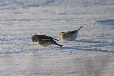 Plectrophanes des neiges Snow Bunting