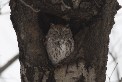 Petit-duc macul Eastern Screech-Owl