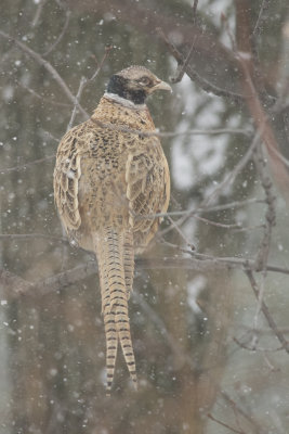 Faisan de Colchide Common Pheasant