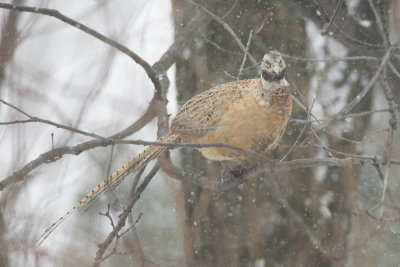 Faisan de Colchide Common Pheasant