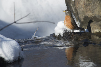 Merle d'Amrique American Robin