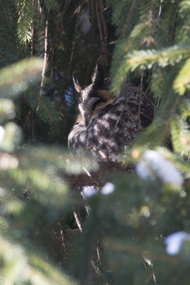 Hibou moyen-duc Long-eared Owl