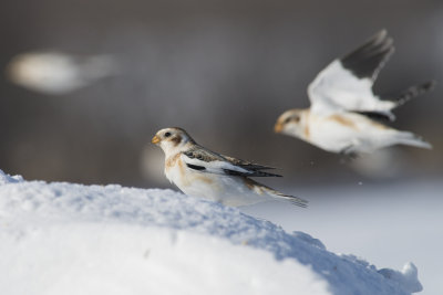 Plectrophane des neiges Snow Bunting