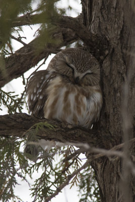 Petite Nyctale Saw-whet Owl