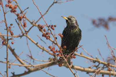 tourneau sansonnet European Starling