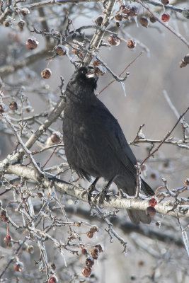 Corneille d'Amrique American Crow