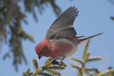 Durbec des sapins Pine Grosbeak