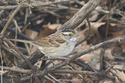 Bruant  gorge blanche White-throated Sparrow