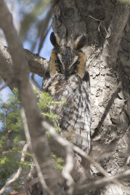 Hibou moyen-duc Long-eared Owl