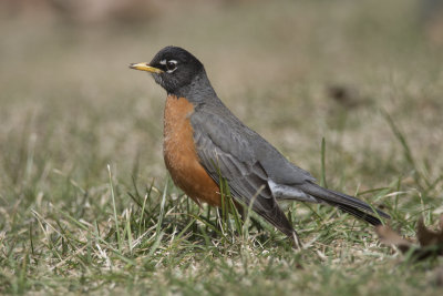 Merle d'Amrique American Robin