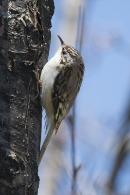 Grimpereau brun Brown Creeper